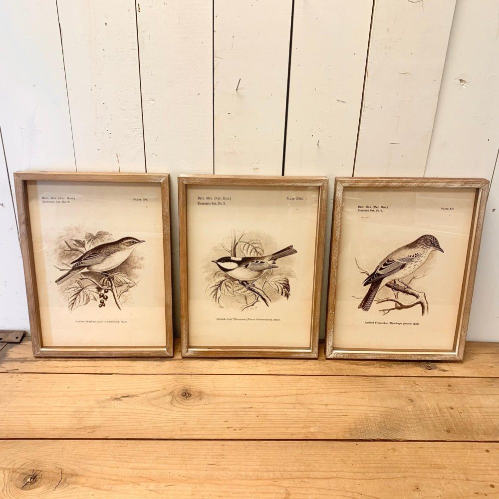 Birds | Wood Framed Bird Prints Birds Birds