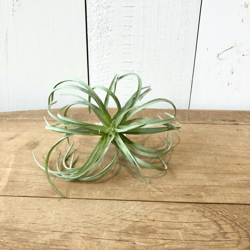 Greenery | Air Plant, Light Green Florals & Greenery Greenery