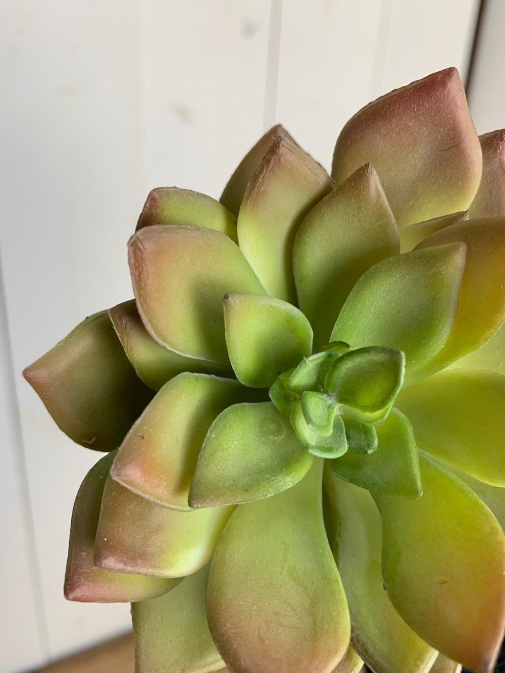 Greenery | Green with Colored Tips Echeveria Succulent Stem Florals & Greenery Greenery