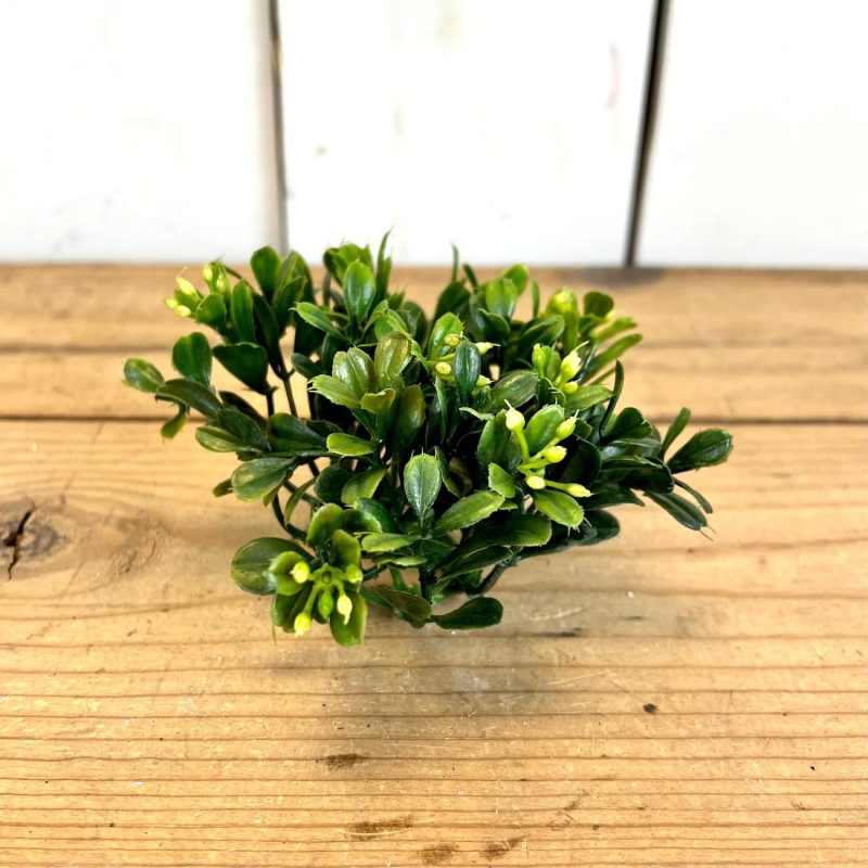 Greenery | Mini Boxwood Orb Florals & Greenery Greenery