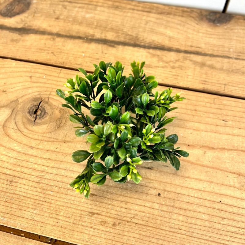 Greenery | Mini Boxwood Orb Florals & Greenery Greenery