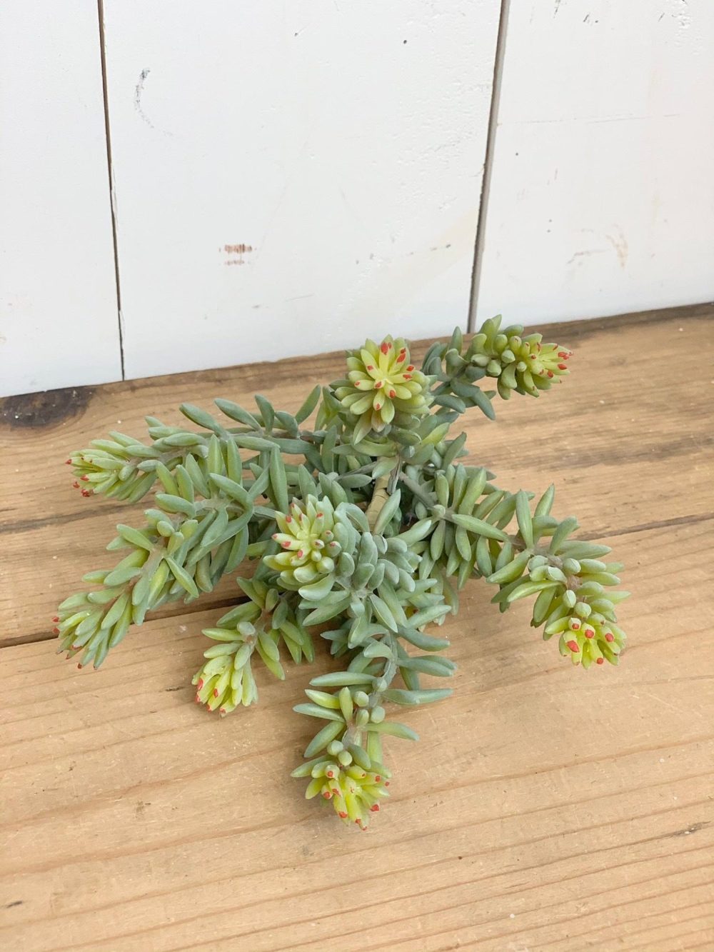 Greenery | Sedum Succulent Stem Florals & Greenery Greenery