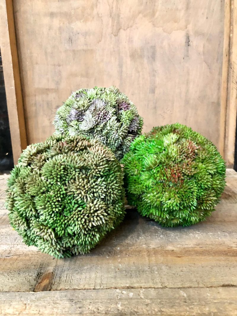 Greenery | Succulent Orb Florals & Greenery Greenery