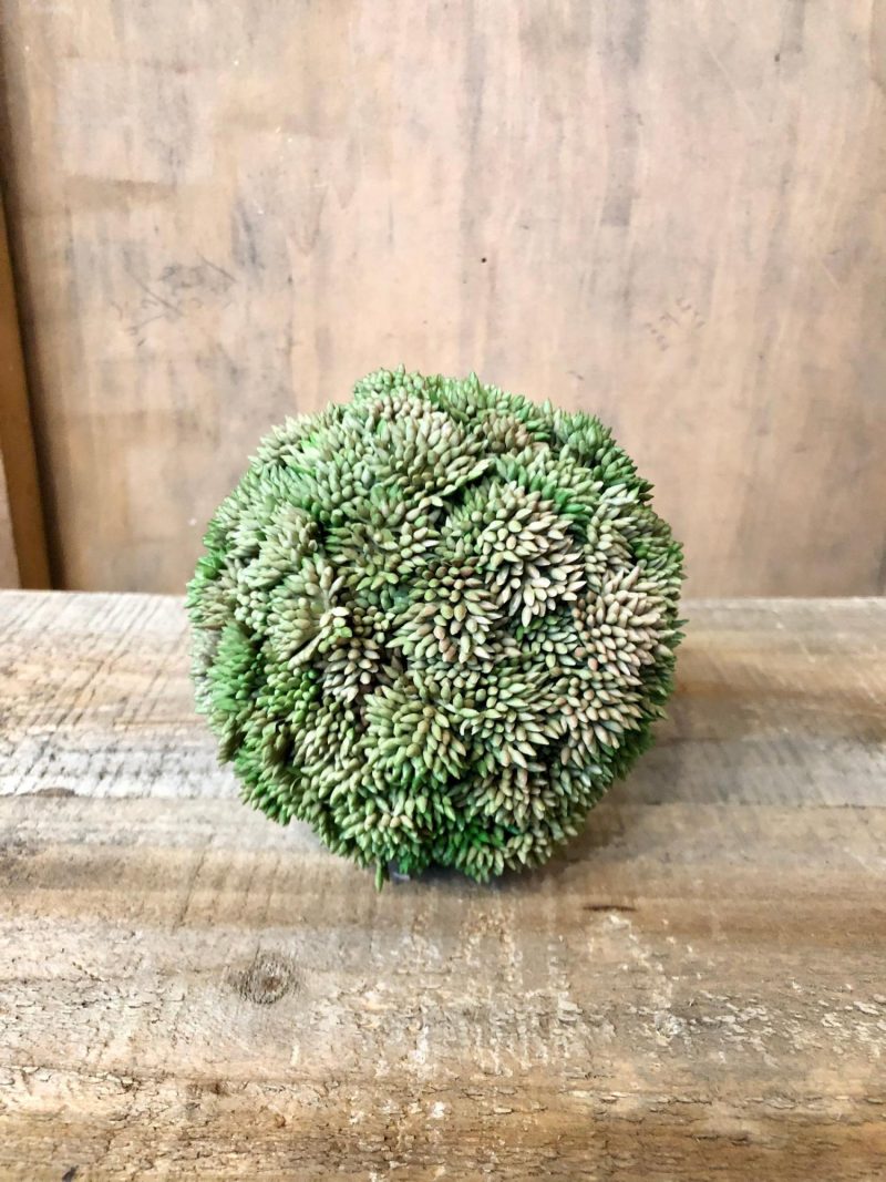 Greenery | Succulent Orb Florals & Greenery Greenery