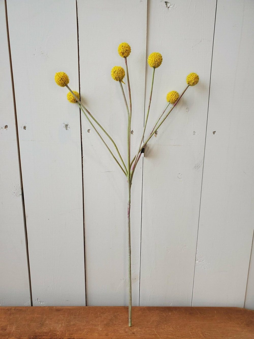 Greenery | Yellow Billy Button Stem Floral Stems Floral Stems