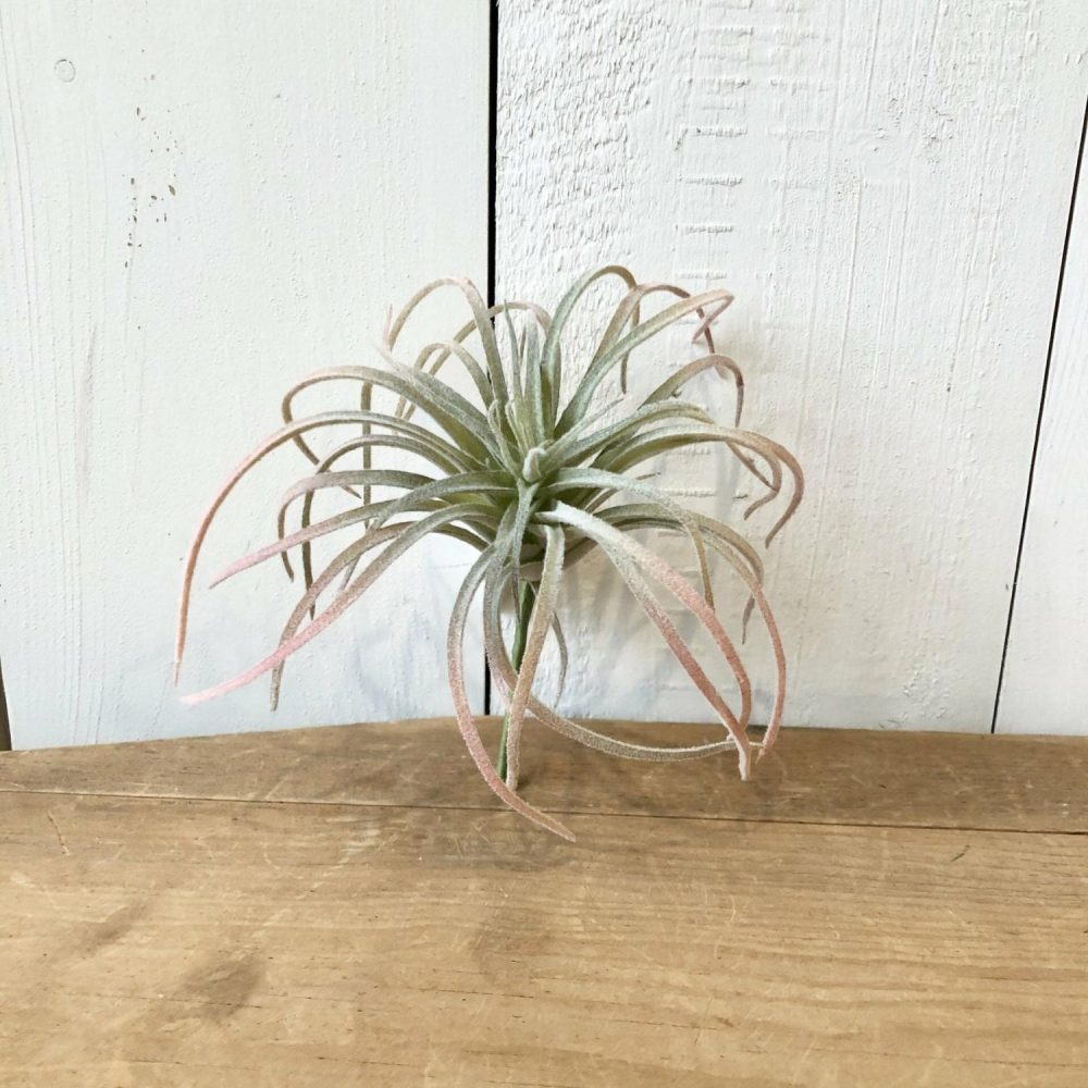 Succulents | Air Plant, Pink and Green Florals & Greenery Greenery