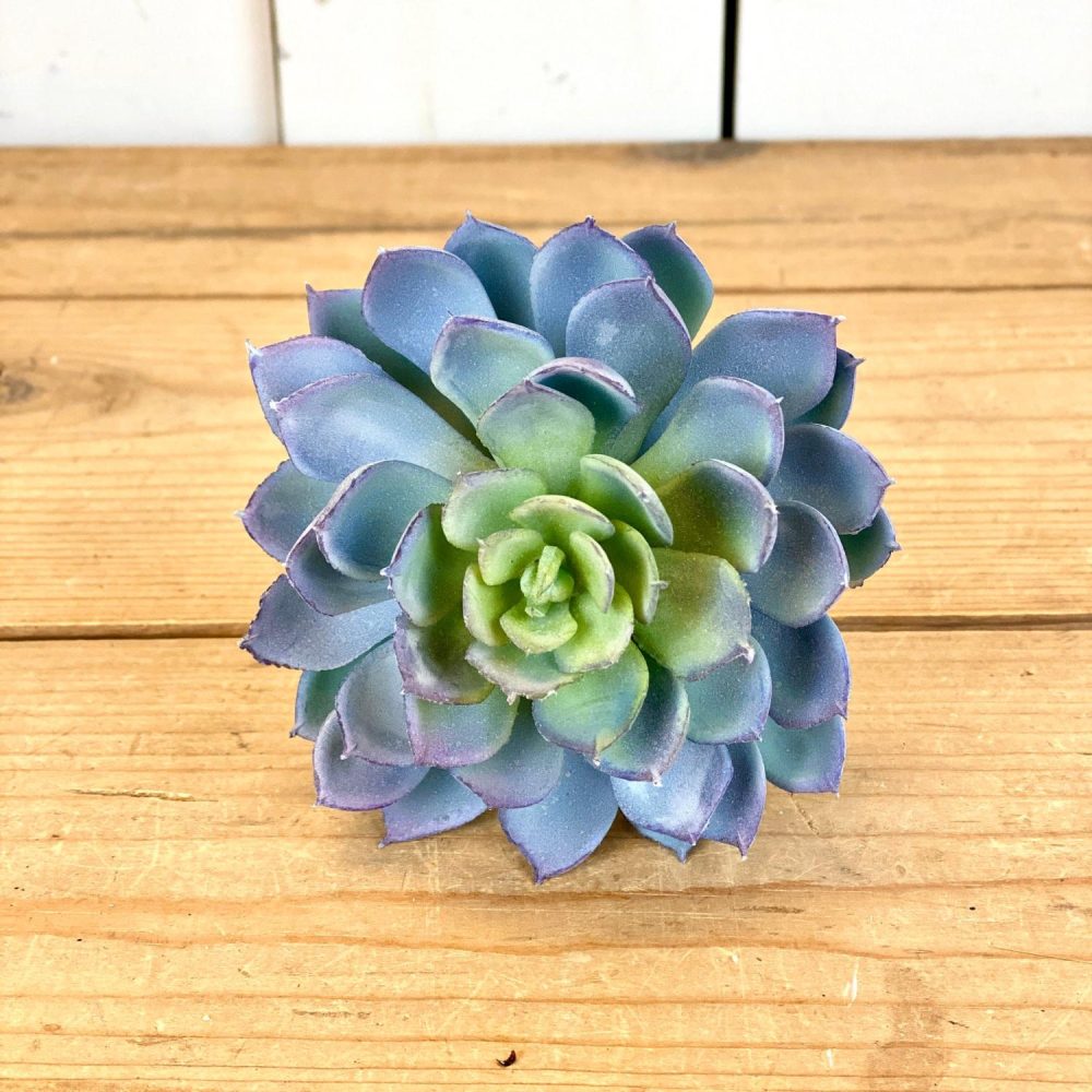 Succulents | Blue Succulent Florals & Greenery Succulents