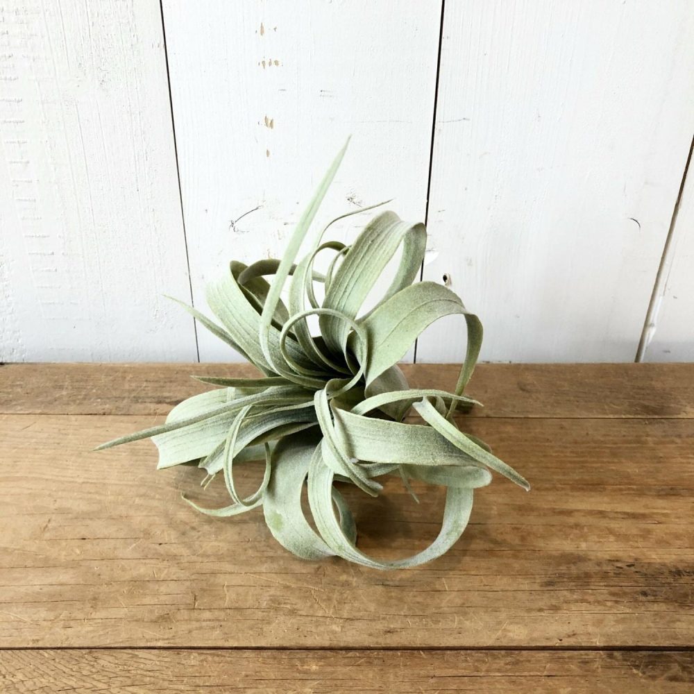 Succulents | Light Green Air Plant Florals & Greenery Greenery